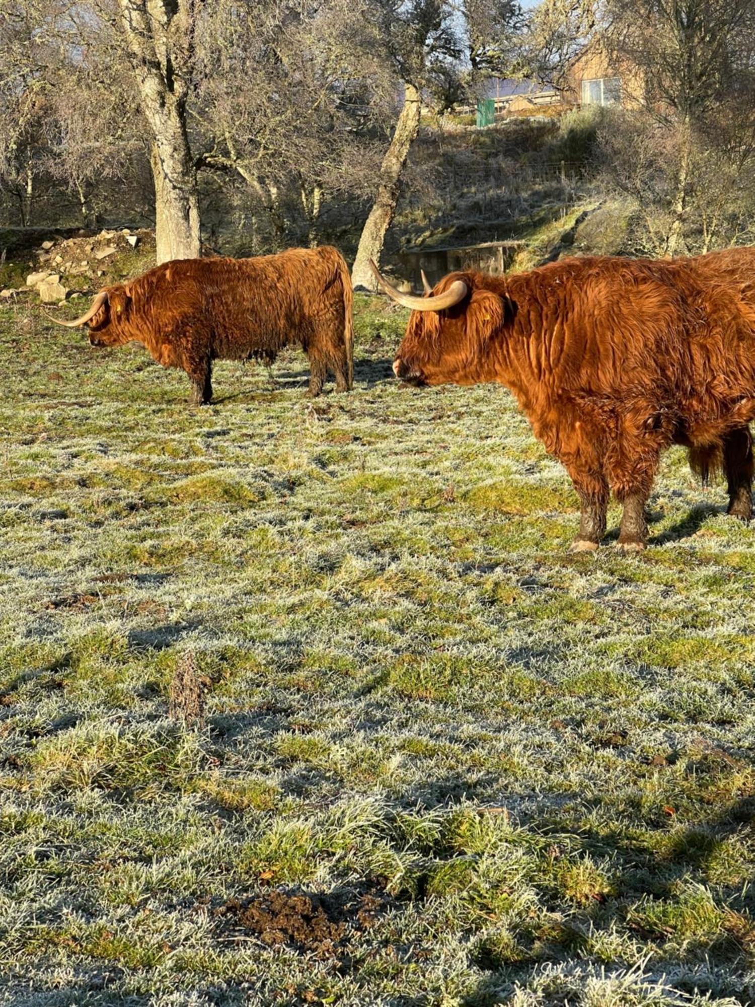 Coppice Cottage Grantown-on-Spey Eksteriør bilde