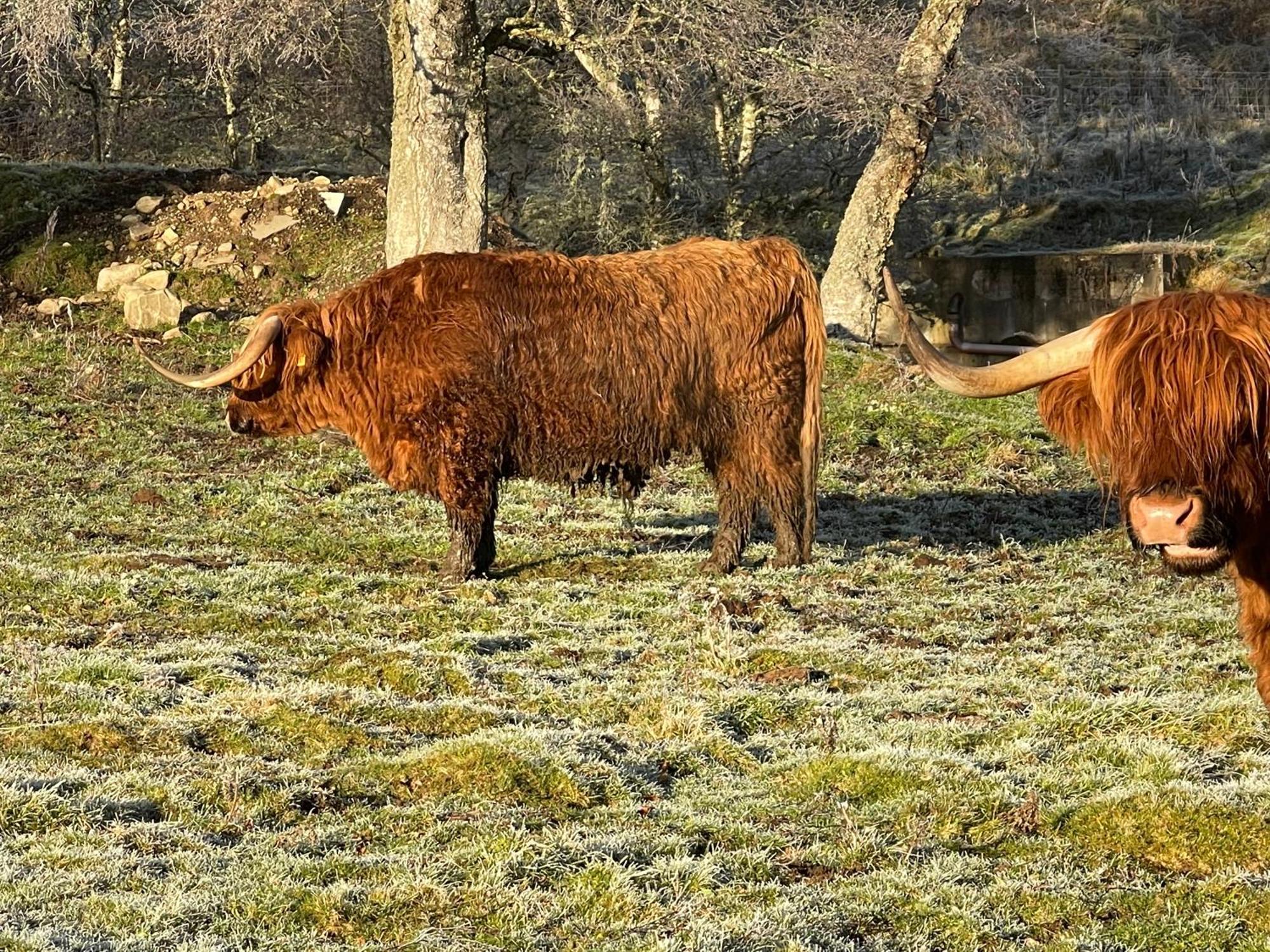 Coppice Cottage Grantown-on-Spey Eksteriør bilde